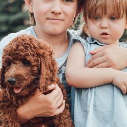 Cavapoo and Poodle Puppies from Freckle Paw Poodles