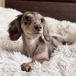 Luna (The moon) - Dapple female Dachshund puppy in Sacramento, California from HEFFERNAN HOUNDS