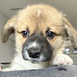 Billy - Sable male Pembroke Welsh Corgi puppy in Riverside, California from Four Aces Corgis