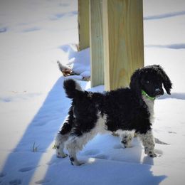 Poodle Puppies from MD Triple Creek Ranch