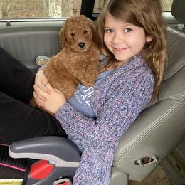 Goldendoodle Puppies from Golden Paws Farm