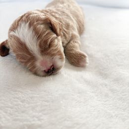 Goldendoodle and Maltipoo Puppies from Pnwfamilydoodles
