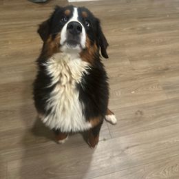 Nelly - Bernese Mountain Dog