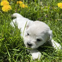 Cutlass - Gold - White female Coton de Tulear puppy in Rubicon, Wisconsin from Darryl's Cotons de Tulear