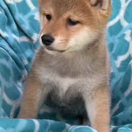 Budo - Red male Shiba Inu puppy in Winthrop, Minnesota from Kayobi Shibas