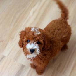 KitKat - Chocolate male Cavapoo puppy in Dickerson, Maryland from Pawsome Aussie Doodles and Oodles