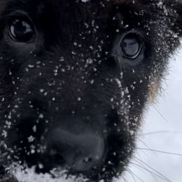 Miss Mango - Black and red German Shepherd puppy in Kalakaska, Michigan from Vom Schaffner German Shepherds