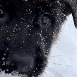 Miss Mango - Black and red German Shepherd puppy in Kalakaska, Michigan from Vom Schaffner German Shepherds