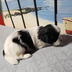 Patches - Black and white female Shichon puppy in Imperial, Missouri from Shichon Teddybear  puppies of Miss