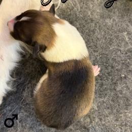Howdy - Sable and white male Old Time Scotch Collie puppy in Sedalia, Colorado from Bonnie Brae Collies