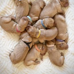 Golden Retriever Puppies from Church Creek Retrievers