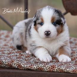 Doc - Blue merle male Australian Shepherd puppy in Olivehurst, California from Double M Aussies