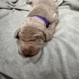 Girl 3 - Silver gray female Weimaraner puppy in Spartanburg, South Carolina from Palmetto State Weimaraners