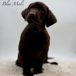 Blue - Chocolate male Labrador Retriever puppy in San Diego County, California from Travis’ Chocolate Labradors