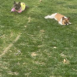 French Bulldog puppies from Montana Made Frenchies