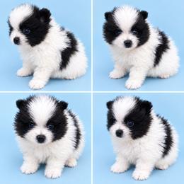 Snoopy - Black parti male Pomeranian puppy in Middlefield, Ohio from Twice The Love Pomeranians
