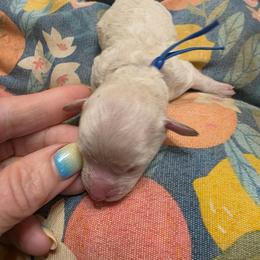 Boy 2 blue collar - White male Poodle puppy in Louisville, Mississippi from Cindy's Poodles