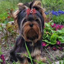 Liberty - Yorkshire Terrier