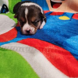 Princess Daisy - Pembroke Welsh Corgi puppy in Kiowa, Colorado from Cool Water Corgis LLC