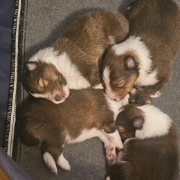 Shetland Sheepdog Puppies from Fawn Lane Shetland Sheepdogs