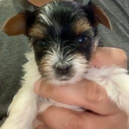Boy 2 - Charting to weigh about 4lbs - Black tan and white male Biewer Terrier puppy in Litchfield Park, Arizona from Phoenix Golden Retriever & Biewer Terriers