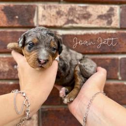 Joan Jett - Blue merle female Bernedoodle puppy in Austin, Texas from Boutique Bernedoodles & Co.