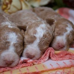 Female 3 - Red female Aussiedoodle puppy in Belgreen, Alabama from Scott’s Farm Poodles and Doodles