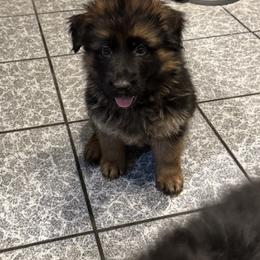 Gia - Black and red female German Shepherd puppy in Garland, Maine from Vom Schön Traumhund