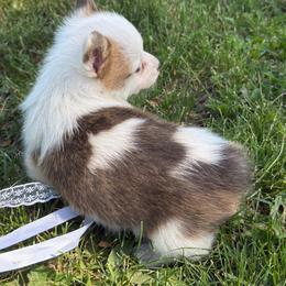 Ferris Key - White and red male Pembroke Welsh Corgi puppy in Heyworth, Illinois from Schumaker Corgis
