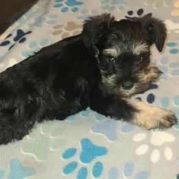 Bronson - Black and silver male Miniature Schnauzer puppy in Graham, Washington from Kristy's French Bulldogs & Mini Schnauzers