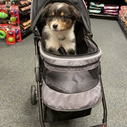 Australian Shepherd Puppies from Audacity Australian Shepherds