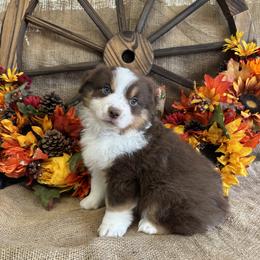 Stetson one Blue Eye - Red tri-color male Miniature American Shepherd puppy in Cowlitz County, Washington from Pleasant Woods Miniature American Shepherds