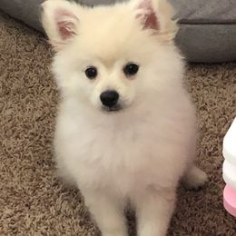 Bear - Pomeranian