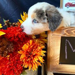 Australian Shepherd Puppies from Haulin' Auss Shepherds