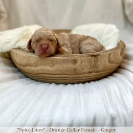 Ginger - Cream female Labradoodle puppy in Newark, Ohio from Raising Doodles