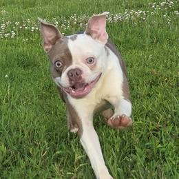 Delilah - Boston Terrier
