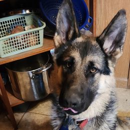 Boy 1.  Wiggles - Black and tan German Shepherd puppy in Wright County, Missouri from The Old Red Barn Kennel