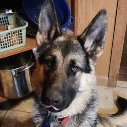 Boy 1.  Wiggles - Black and tan German Shepherd puppy in Wright County, Missouri from The Old Red Barn Kennel
