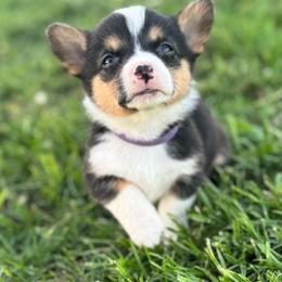 Purple Collar Female - Black and tan female Pembroke Welsh Corgi puppy in Derby, Iowa from Newton Hay & Cattle