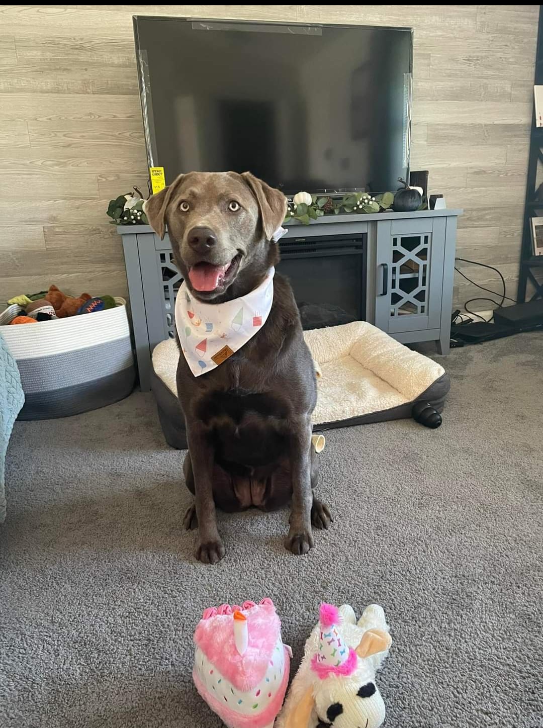 Dilute Retriever and Labrador Retriever All Grown Up from Southernend Silvers