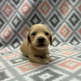 ORANGE COLLAR GIRL 7 - Cream female Dachshund puppy in Hoover, Alabama from Tide Town Doxies