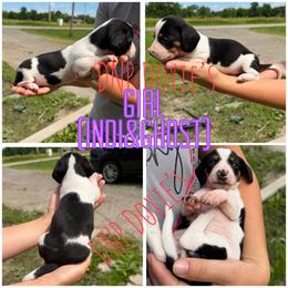 Girl 1 - Piebald female Dachshund puppy in Rushsylvania, Ohio from DNP Doxies