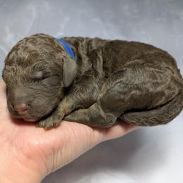 Boy 2 - Parti male Poodle puppy in Tehama County, California from Hals Pals K9s