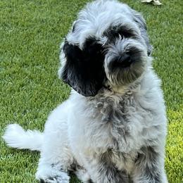Roadie - Black and chalk male Australian Labradoodle puppy in Denton, Texas from Dignity Labradoodles