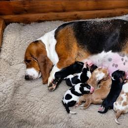 Female 2 - Red and white female Basset Hound puppy in Trade, Tennessee from TN Miniature Dachshunds & Basset Hounds