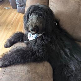 Aussiedoodle All Grown Up from Pawsitively Doodles