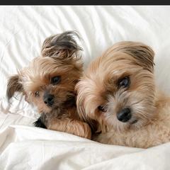 Shorkie Puppies from Shorkies R Us Breeding