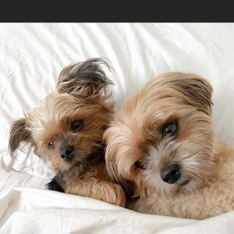 Shorkie Puppies from Shorkies R Us Breeding