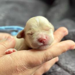 Boy 3 - Apricot male Goldendoodle puppy in Wharton, Texas from Little Fur Friends