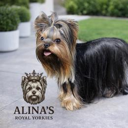 Neto - Yorkshire Terrier